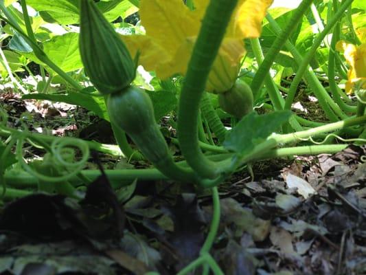 Summer squash!