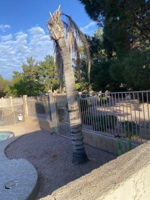 Pests, physical damage, or natural deformities could also warrant the removal of your palm tree. Contact us today.