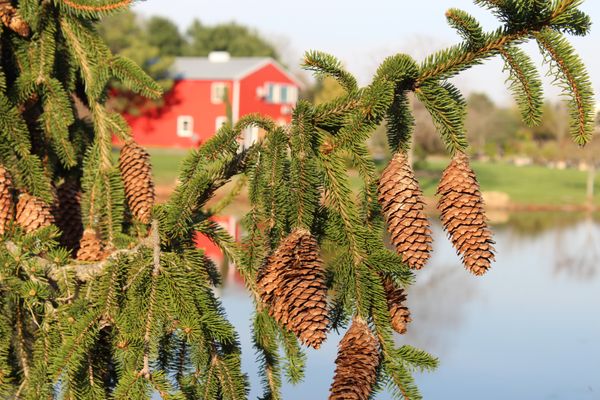 Susanna Farm Nursery