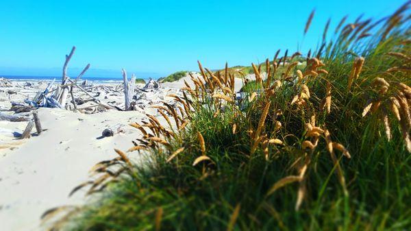 Seagrass, driftwood & dunes.