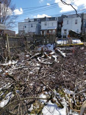 can you please help getting this monster tree out of my yard.  June