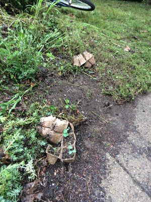 This "landscaper" destroyed my plants that were right next to the driveway. He even left some of them on my table in shambles.