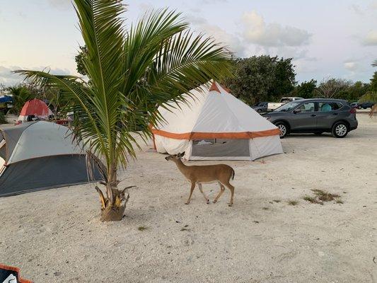 Key Deer in the campground.