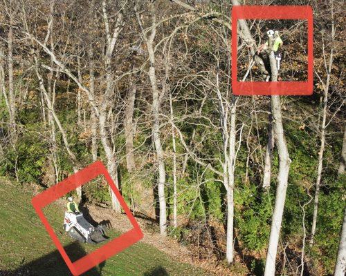 James cutting in the top of a 50' tree while Scott handles ground operations.