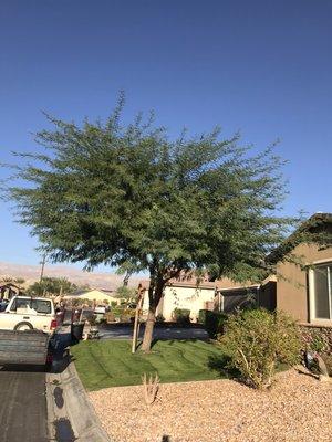 This Mesquite Tree before being trimmed by us had no shape and was falling apart.