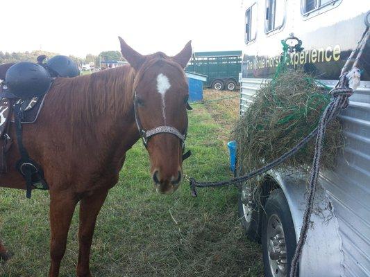 Annie chilling out eating some hay!