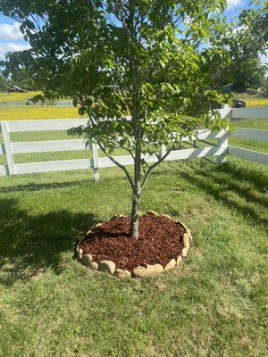 New border and mulch