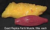 5lbs of muscle compared to 5lbs of fat.