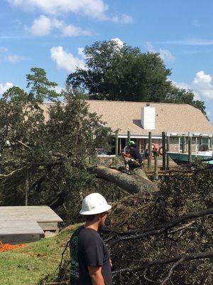 Tree removal