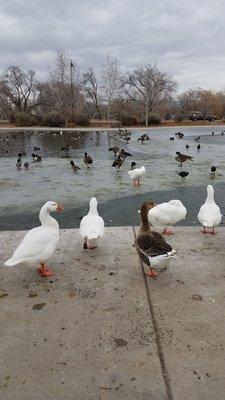 1/7/2019 The waddling ducks