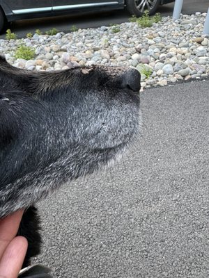 Swollen bridge of nose after boarding at Dogtopia. Photo taken immediately after pick up.