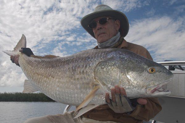 Bull red caught on a Popper