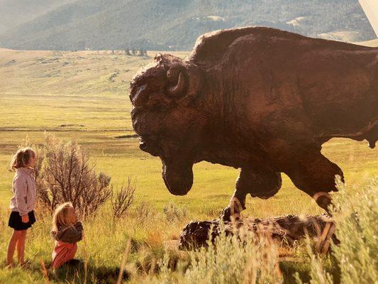 Bison in Wyoming