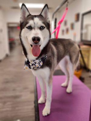 Husky groom