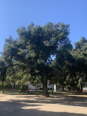 Oak tree deadwood removal