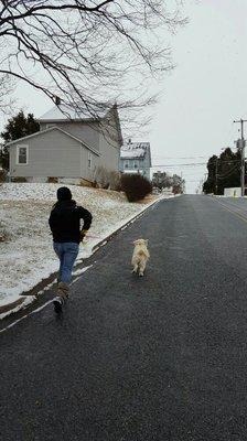 Paw Walk