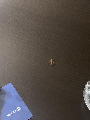 A cockroach near the hotel key in the hotel room (Clarion Inn - owned by Choice Hotels)