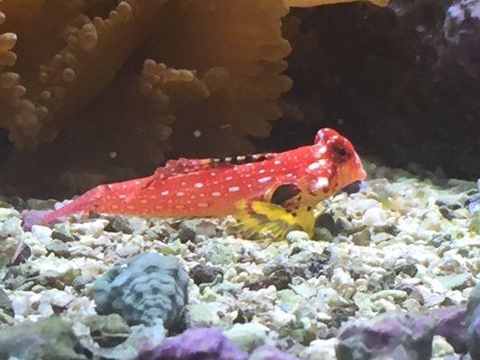 My new Red Scooter Blenny