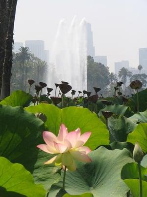 Lotus Festival in Echo Park, Second Weekend in July!