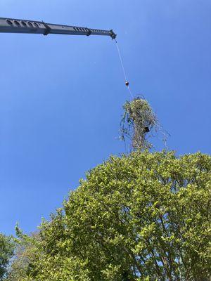 Climbing Clair Tree Service