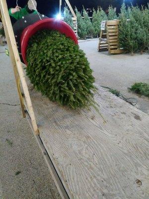 Tree wrapping