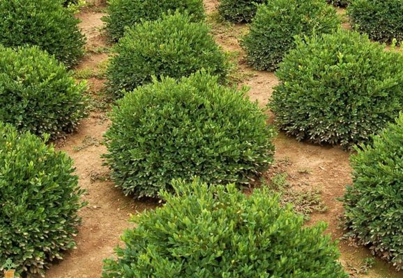 Boxwoods