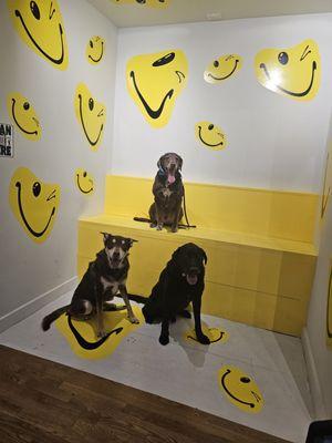 smile room #selfiecincy #HuskyMix #ReviewsByRL