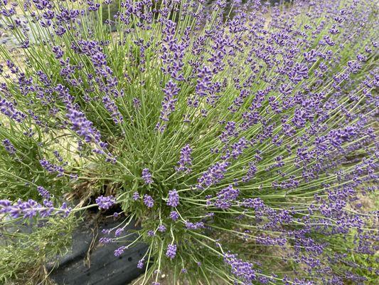 Flowering Lavender