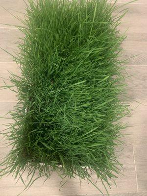 Wheat grass