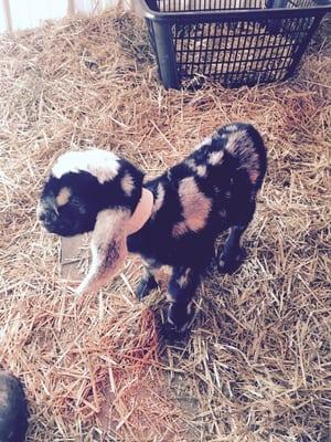 One of 2016's baby goats! He was born a couple weeks ago, and recently became the pet of our employee, Harvey. He's now one pampered kid!