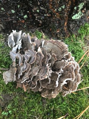 A giant cluster of Turkey Tail Mushroom, also harvested Thanksgiving morning, while visiting my parents on Cape Cod.