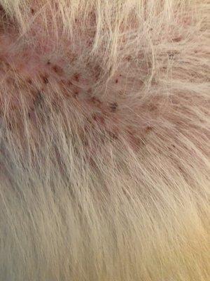 Close up of Ginger's skin. Her entire back was covered in this. Scabbed areas show healing after being on antibiotics.