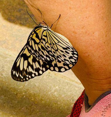 I saw a butterfly attach itself to a woman's leg