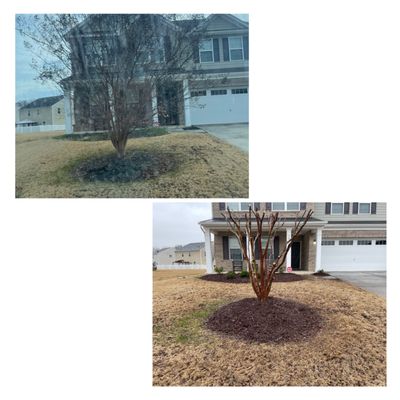 Pruned crape myrtle and mulch installation.