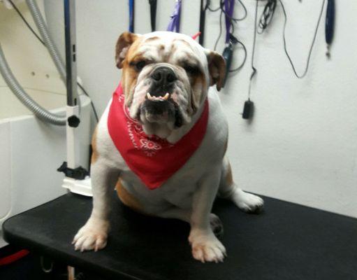 This gorgeous Bulldog just finished with her bath and brush.