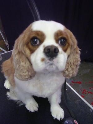 Beamer the Cavalier King Charles Spaniel, what a cutie!