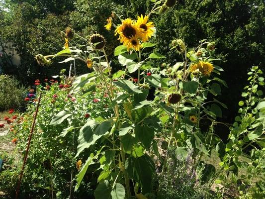 Somerville Community Growing Center