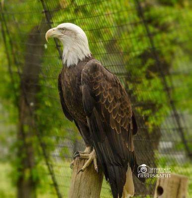 Squeaky a bald eagle