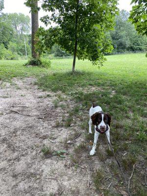 Indian Hills Dog Park