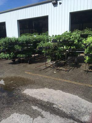 Spring time: tomatoes, pepper, lettuce, broccoli, annual plants, & etc.