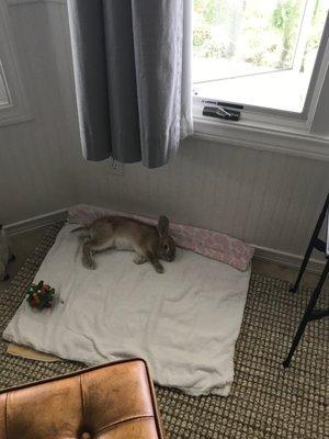 Branston taking a nap on his blanket in the kitchen.