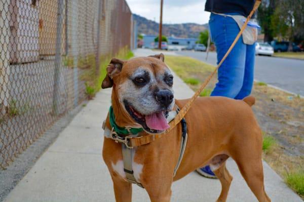 Donovan adopted from Boxer Rescue LA. photo taken by Billy's Friend (@billys_friend)