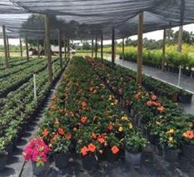 All Sod Nursery Inc