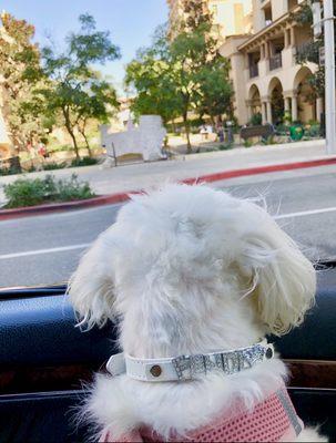 Currently the BEVERLY HILLS is BEAUTIFUL sign is under protective wraps and heavily guarded from vandals...Fendi in dismay