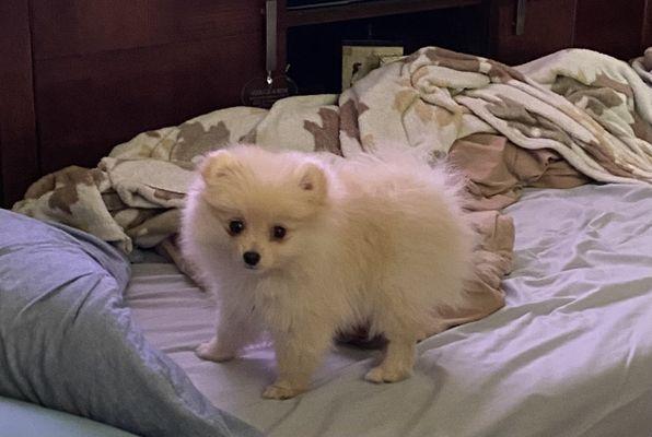 Tucker - our newest family member - 10 week old Pomeranian