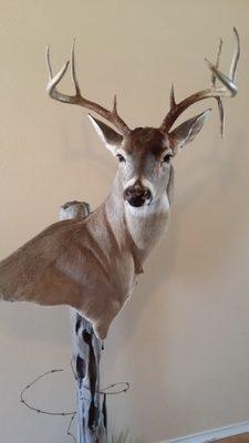 Bush Country Taxidermy