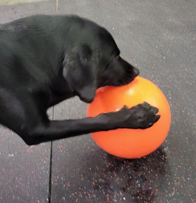 Benny is loving playing ball!