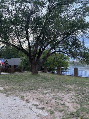 Tree at Buffalo Springs Lake