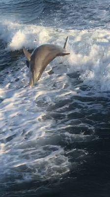 Dolphins Have Fun Too!