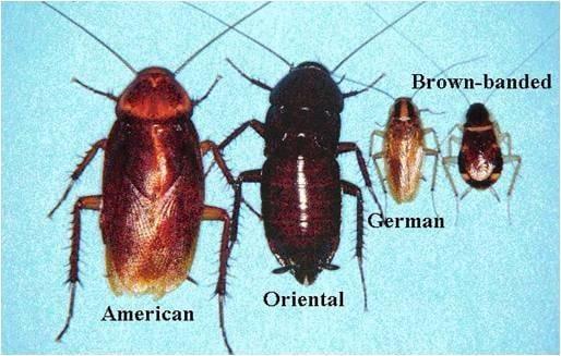 Cockroaches - Live in moist hot areas such as attics, kitchens, laundry rooms near air conditioners - anywhere they have a wa...